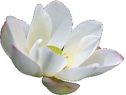 lotus-blanc