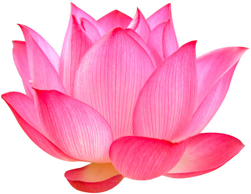 Fleur de Lotus - Florence Lacaze - Yoga, naturopathie et spiritualité